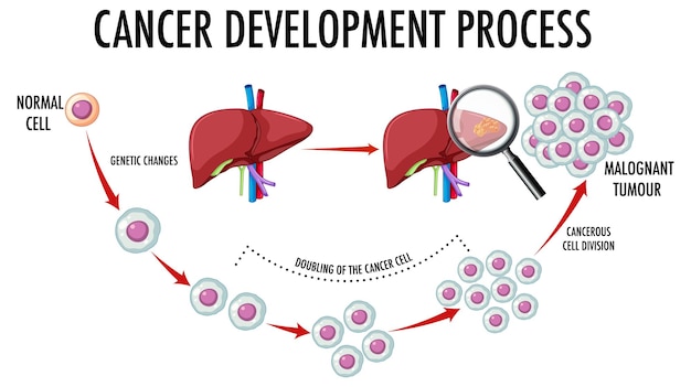 Diagrama mostrando o processo de desenvolvimento do câncer