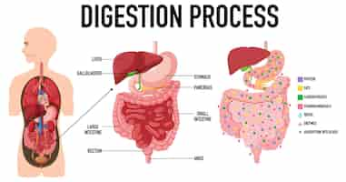 Vetor grátis diagrama mostrando o processo de digestão