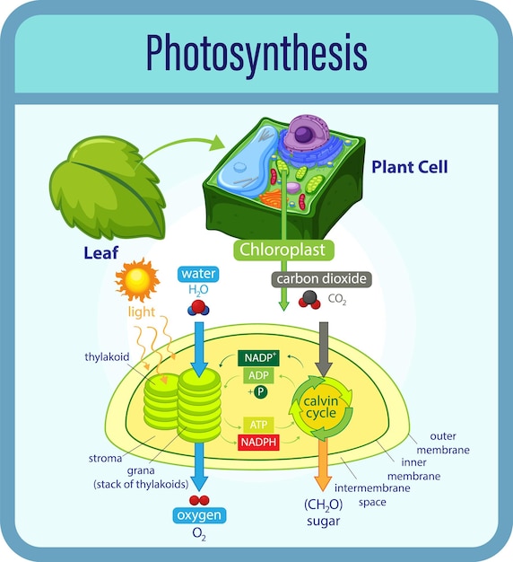 Vetor grátis diagrama mostrando o processo de fotossíntese com plantas e células