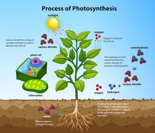 Vetor grátis diagrama mostrando o processo de fotossíntese com plantas e células