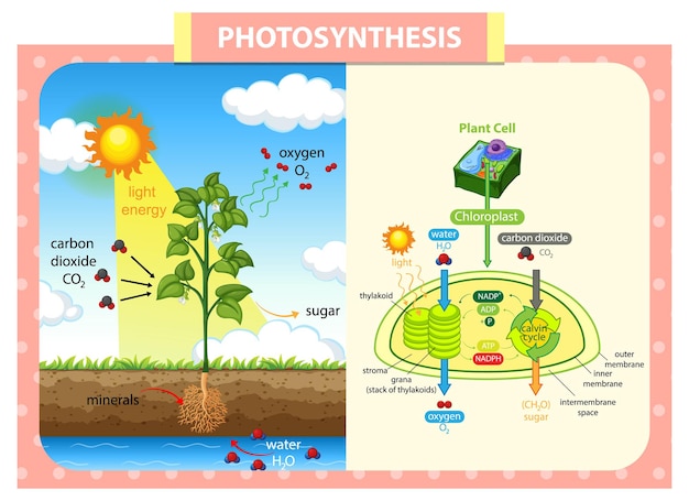 Diagrama mostrando o processo de fotossíntese na planta
