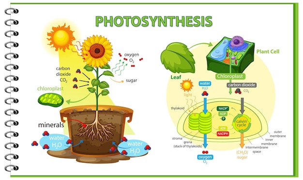 Vetor grátis diagrama mostrando o processo de fotossíntese na planta