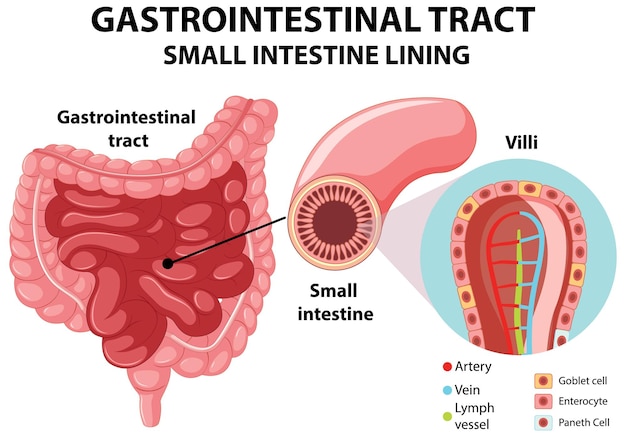 Vetor grátis diagrama mostrando o trato gastrointestinal