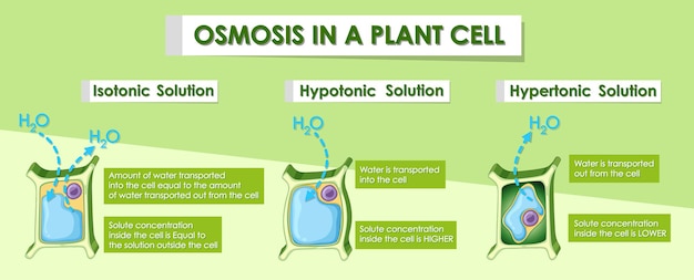 Vetor grátis diagrama mostrando osmose na célula vegetal