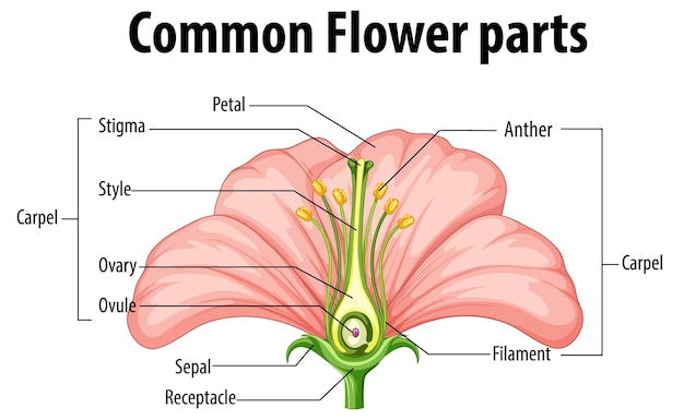 Vetor grátis diagrama mostrando partes comuns de flores