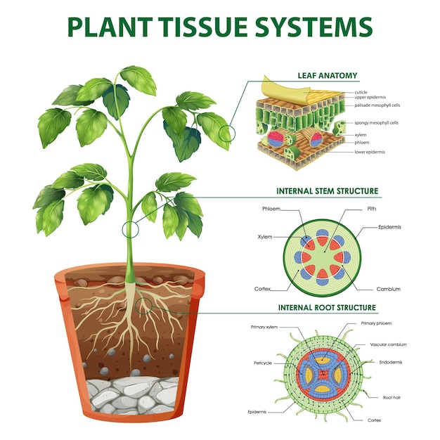 Diagrama mostrando sistemas de tecidos vegetais