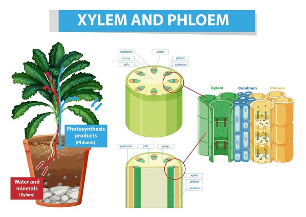 Diagrama mostrando xilema e floema na planta