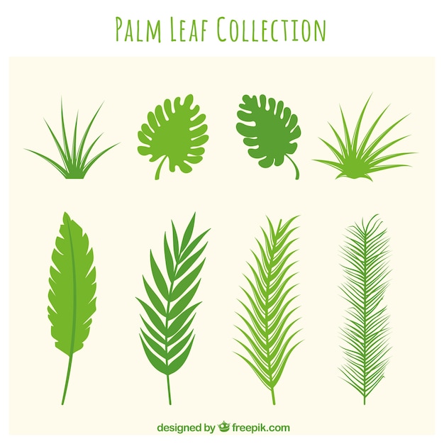 Vetor grátis diferentes folhas de palmeiras