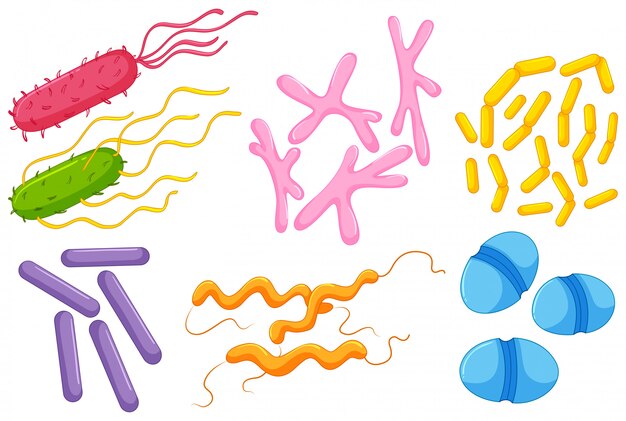 Diferentes tipos de bactérias nos intestinos