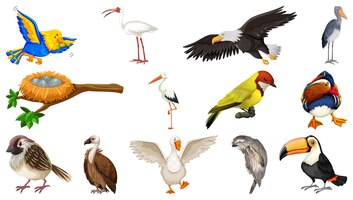 Diferentes tipos de coleção de pássaros