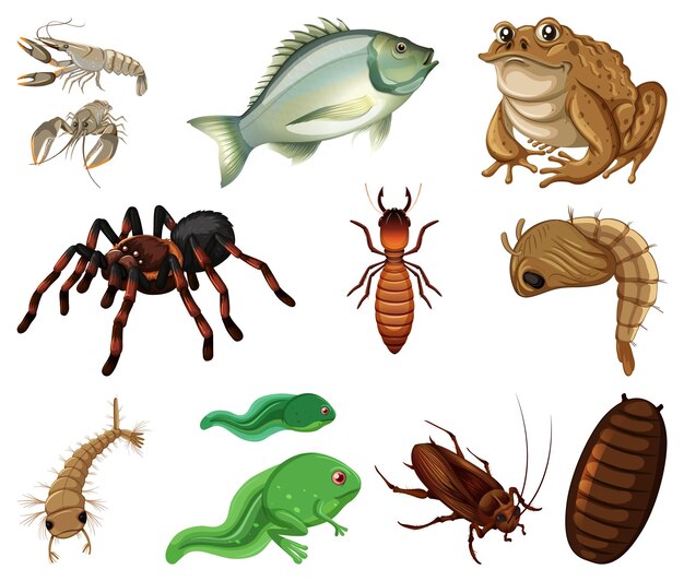 Diferentes tipos de insetos e animais em fundo branco
