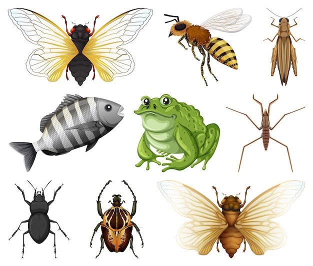 Diferentes tipos de insetos e animais em fundo branco