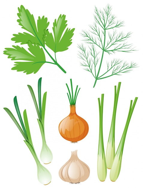 Diferentes tipos de vegetais em branco