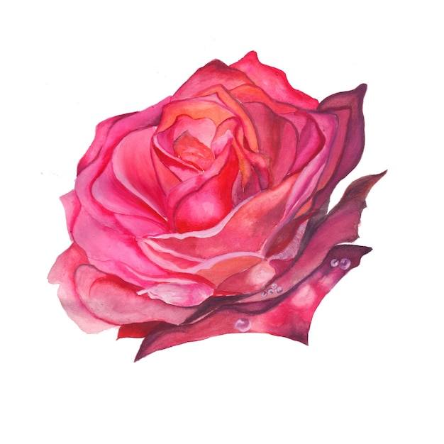 Elemento abstrato flor rosa aquarela fundo ilustração alta resolução Foto gratuita