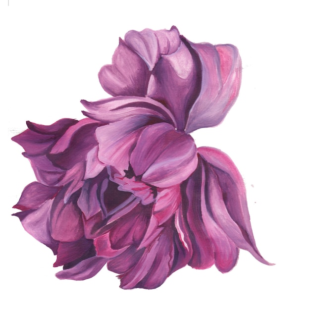 Elemento abstrato flor rosa violeta fundo aquarela ilustração alta resolução Foto gratuita