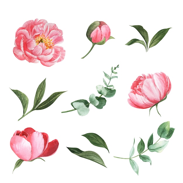 Quadro De Peões Sobre Fundo Branco. Flor Rosa De Pedônia Com Folhas.  Ilustração Stock - Ilustração de peônias, desenho: 240391312