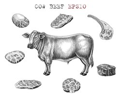 Elementos de carne bovina em preto e branco definidos em estilo de gravura