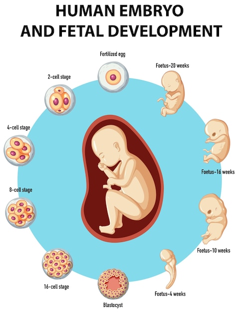 Embrião humano e infográfico de desenvolvimento fetal