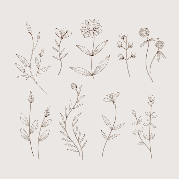 Vetor grátis ervas botânicas minimalistas e flores silvestres em estilo vintage