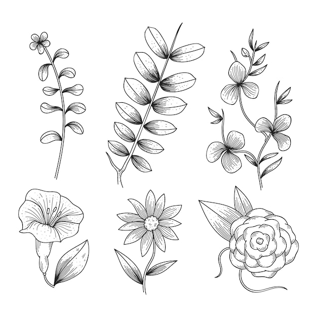 Ervas desenhadas à mão realista e flores silvestres
