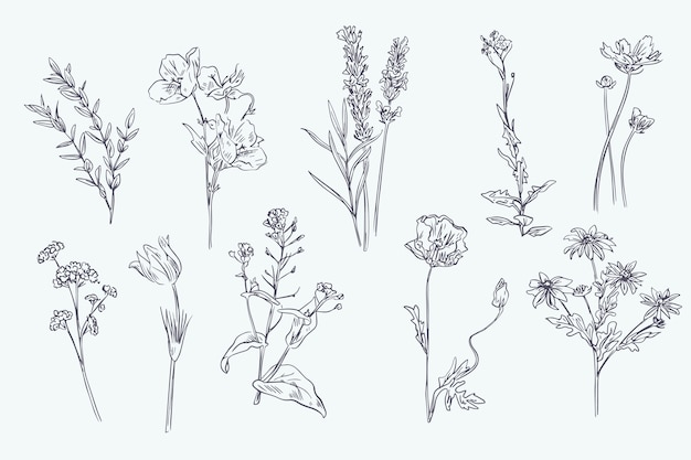 Ervas desenhadas à mão realista e flores silvestres