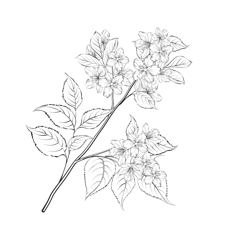 Vetor grátis esboço de sakura florescendo isolado sobre fundo branco flor de cerejeira branca buquê romântico de casamento