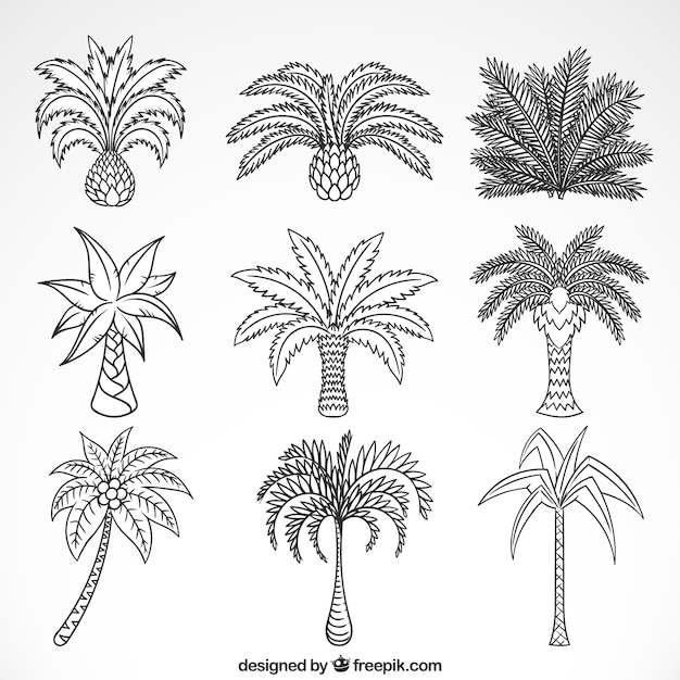 Vetor grátis esboços de coleção de palmeiras