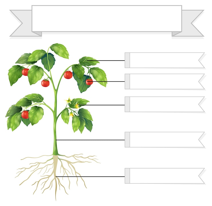 Vetor grátis escreva partes de uma planilha de plantas para crianças