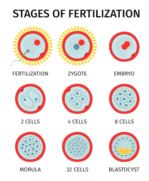 Vetor grátis estágios do embrião celular da composição da anatomia da fertilização com um conjunto de ícones redondos representando diferentes estágios de fertilização ilustração vetorial