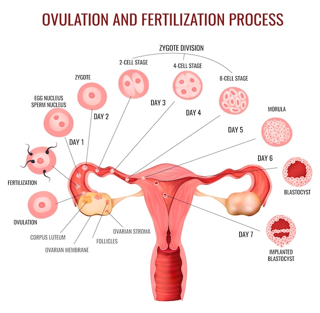 Estágios do processo de fertilização e ovulação do sistema reprodutivo feminino