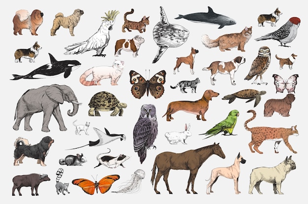 Estilo de desenho de ilustração da coleção animal