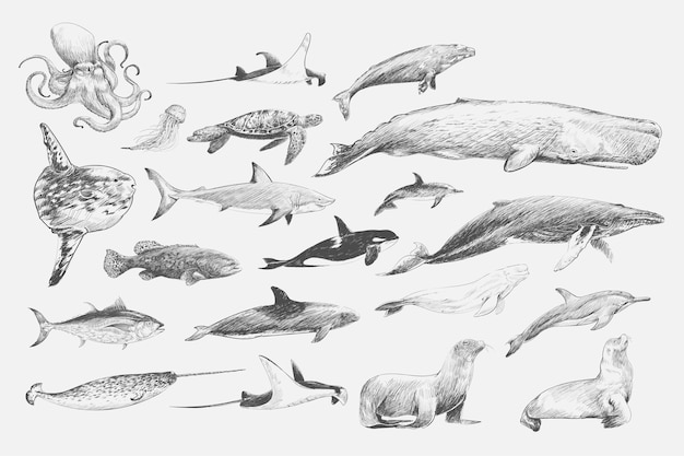 Vetor grátis estilo de desenho de ilustração da coleção de vida marinha