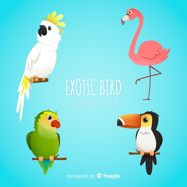 Estilo simples de coleção de aves exóticas