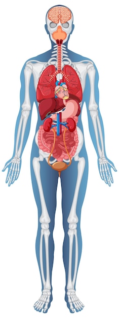 Vetor grátis estrutura anatômica corpo humano