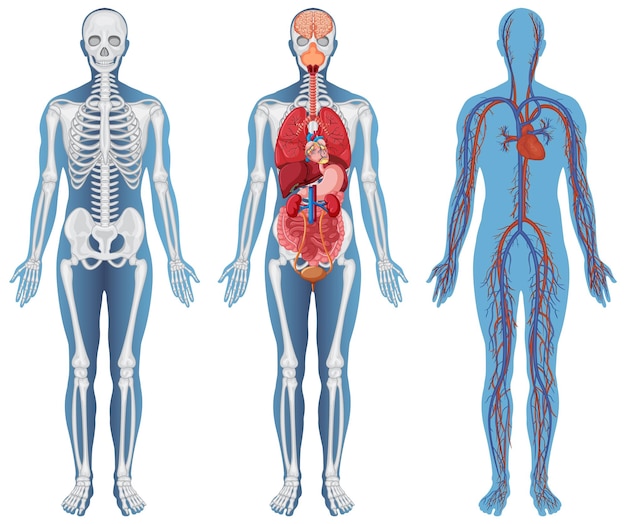 Estrutura anatômica corpos humanos