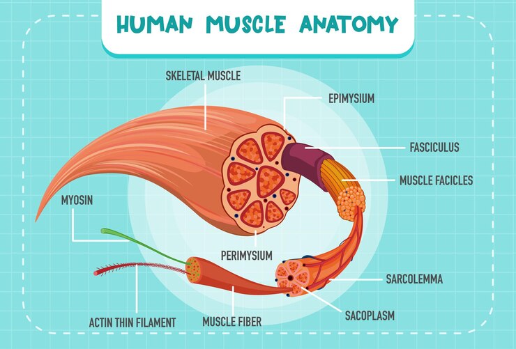 Vetor grátis estrutura da anatomia do músculo humano