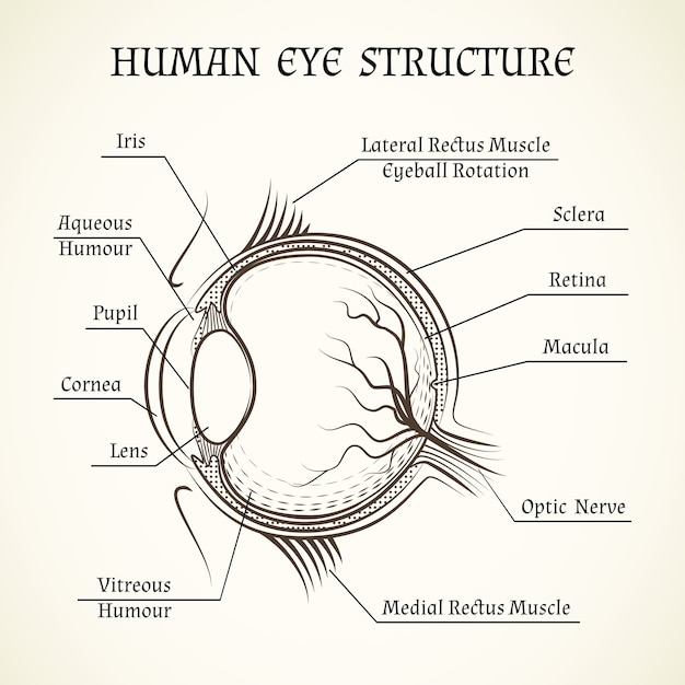 Estrutura do olho humano.