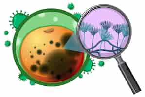 Vetor grátis estrutura e fisiologia do aspergillus laranja