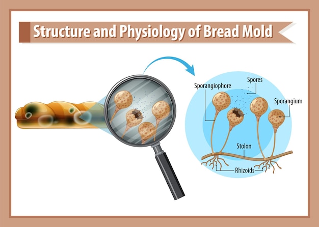 Estrutura e fisiologia do molde do pão