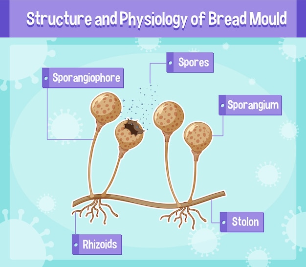 Vetor grátis estrutura e fisiologia do molde do pão