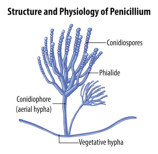 Vetor grátis estrutura e fisiologia do molde penicillium