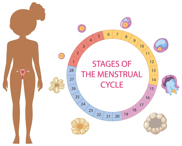 Etapas do conceito de ciclo menstrual