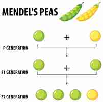 Vetor grátis experimento da planta de ervilha de gregor mendel 39 uma ilustração de desenho animado