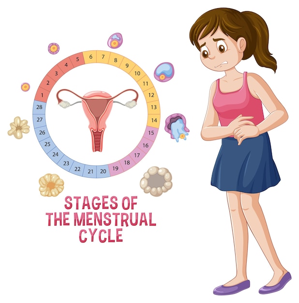 Vetor grátis fases do ciclo menstrual