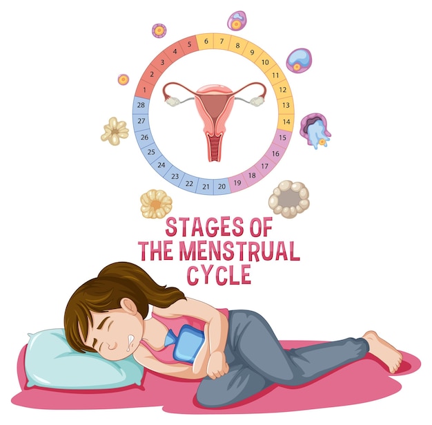 Vetor grátis fases do ciclo menstrual