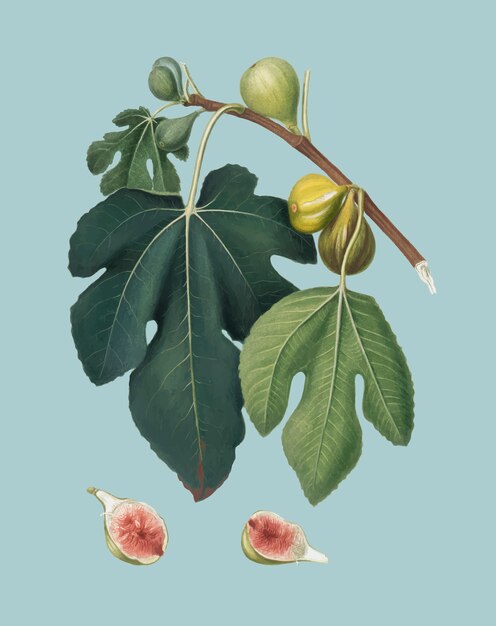 Fig from Pomona Italiana illustration
