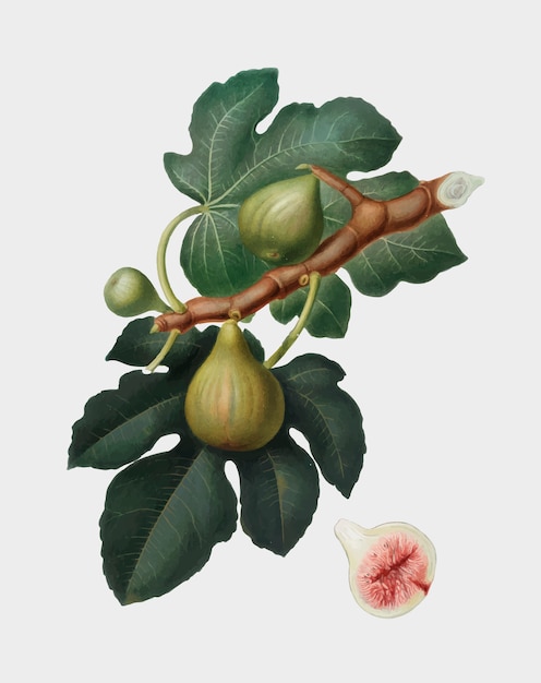 Vetor grátis fig from pomona italiana illustration