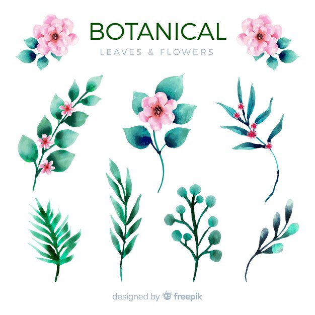 Flor botânica e coleção de folhas