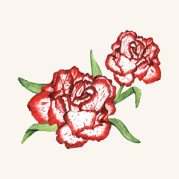 Flor de cravo desenhada de mão isolada