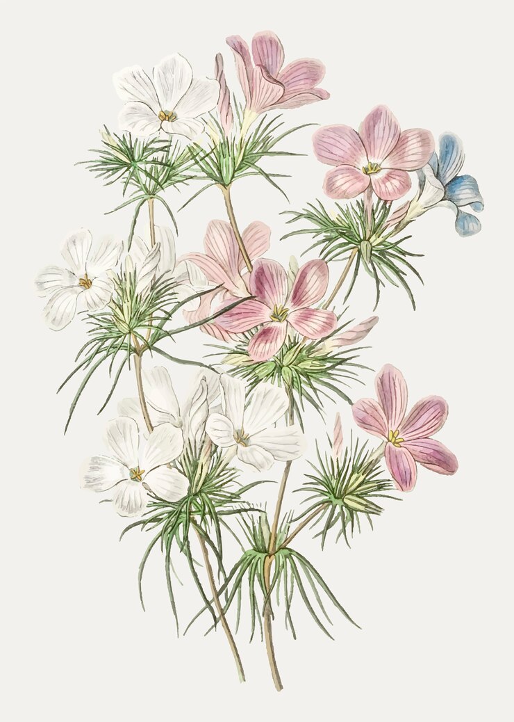 Vetor grátis flor de leptosifão